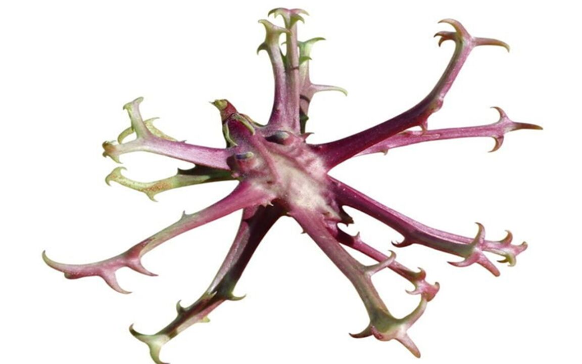 Devil's nail extract in Hondrolife