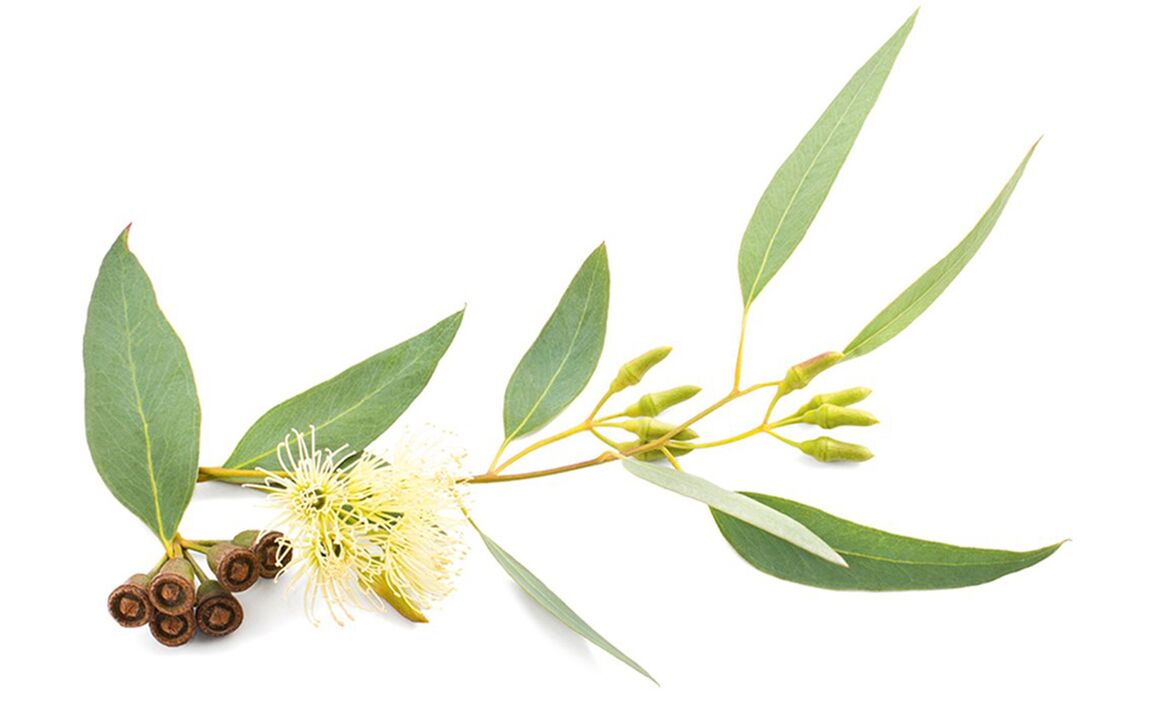 Eucalyptus oil in chondrolif